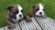 English Bulldog Puppies for sale in Scottsburg, IN 47170, USA. price: NA