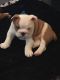 English Bulldog Puppies for sale in Benton, AR, USA. price: NA