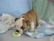 English Bulldog Puppies for sale in Jackson, MS, USA. price: NA