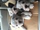 English Bulldog Puppies for sale in Carrizo Springs, TX 78834, USA. price: NA