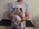 English Bulldog Puppies for sale in Columbia City, IN 46725, USA. price: $399