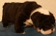 English Bulldog Puppies for sale in TX-1604 Loop, San Antonio, TX, USA. price: NA