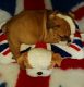 English Bulldog Puppies for sale in New Albany, IN 47150, USA. price: NA