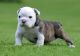 English Bulldog Puppies for sale in California - Dubai - United Arab Emirates. price: 600 AED