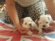 English Bulldog Puppies for sale in Carmel, IN, USA. price: NA