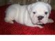 English Bulldog Puppies for sale in Via Lisboa, Camarillo, CA 93012, EUA. price: NA