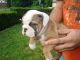 English Bulldog Puppies for sale in Via Lisboa, Camarillo, CA 93012, EUA. price: NA