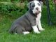 English Bulldog Puppies for sale in Cameroon Mountain, Cameroon. price: 1000 XAF