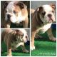 English Bulldog Puppies for sale in Helotes, TX 78023, USA. price: $3,000