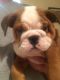 English Bulldog Puppies for sale in California Ave, South Gate, CA 90280, USA. price: NA