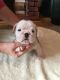 English Bulldog Puppies for sale in Maryland City, MD, USA. price: NA