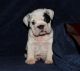 English Bulldog Puppies for sale in Largo, FL, USA. price: $300