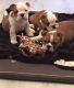 English Bulldog Puppies for sale in Peachtree Rd NE, Atlanta, GA, USA. price: $400
