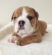 English Bulldog Puppies for sale in Peachtree Rd NE, Atlanta, GA, USA. price: $400