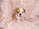 English Bulldog Puppies for sale in Indianola, IA 50125, USA. price: $1,800
