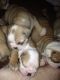 English Bulldog Puppies for sale in Lynn, MA 01902, USA. price: NA