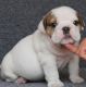 English Bulldog Puppies for sale in Warren, OH, USA. price: NA