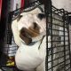 English Bulldog Puppies for sale in Sussex, WI, USA. price: $1,800