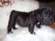 English Bulldog Puppies for sale in Gulfport, MS, USA. price: $3,800