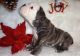 English Bulldog Puppies for sale in Gulfport, MS, USA. price: $3,500