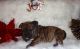 English Bulldog Puppies for sale in Gulfport, MS, USA. price: $2,500