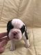 English Bulldog Puppies for sale in Fayetteville, NC, USA. price: NA