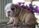 English Bulldog Puppies for sale in Trenton, NJ, USA. price: NA