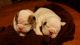 English Bulldog Puppies for sale in Climax, NC, USA. price: NA