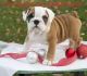 English Bulldog Puppies for sale in Trinity St, Austin, TX, USA. price: NA