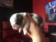 English Bulldog Puppies for sale in Downey, CA, USA. price: NA