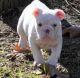 English Bulldog Puppies for sale in Aliso Viejo, CA, USA. price: NA