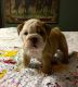 English Bulldog Puppies for sale in Ocala, FL, USA. price: NA