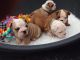 English Bulldog Puppies for sale in Topeka, KS, USA. price: NA
