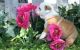 English Bulldog Puppies for sale in Lincoln, NE, USA. price: NA