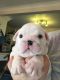 English Bulldog Puppies for sale in Lolodorf, Cameroon. price: 200 XAF
