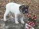 English Bulldog Puppies for sale in Brighton, MO 65617, USA. price: NA