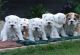 English Bulldog Puppies for sale in NW Topeka Blvd, Topeka, KS, USA. price: NA
