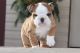 English Bulldog Puppies for sale in San Francisco, San Antonio, TX 78201, USA. price: NA