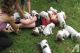 English Bulldog Puppies for sale in Lake Trail Dr, Kenner, LA 70065, USA. price: NA