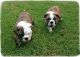 English Bulldog Puppies for sale in NJ-35, Manasquan, NJ 08736, USA. price: NA