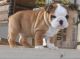 English Bulldog Puppies for sale in Washington Ave, Cleveland, OH 44113, USA. price: NA