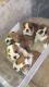 English Bulldog Puppies for sale in Providence, RI, USA. price: NA