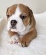 English Bulldog Puppies for sale in Springfield, MA 01101, USA. price: $500
