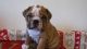 English Bulldog Puppies for sale in Colorado Blvd, Denver, CO, USA. price: NA