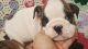 English Bulldog Puppies for sale in Florida Ave, Miami, FL 33133, USA. price: NA