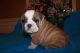 English Bulldog Puppies for sale in CA-1, Mill Valley, CA 94941, USA. price: NA