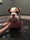 English Bulldog Puppies for sale in California Ave, South Gate, CA 90280, USA. price: NA