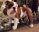 English Bulldog Puppies for sale in Peachtree Rd NE, Atlanta, GA, USA. price: NA