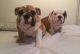 English Bulldog Puppies for sale in Peachtree Rd NE, Atlanta, GA, USA. price: NA
