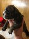 English Bulldog Puppies for sale in Louisiana Blvd NE, Albuquerque, NM, USA. price: NA